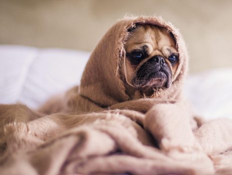 a cute pug dog sitting covered with a piece of cloth