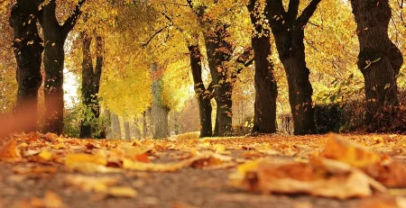 Pathway lined with trees showcasing vibrant autumn foliage and fallen leaves covering the ground