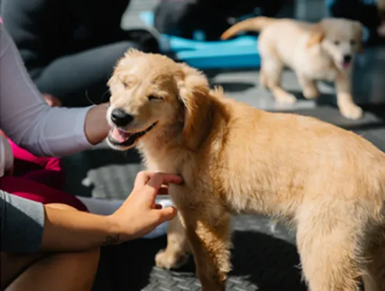 Puppy enjoying being petted by a person, another puppy in the background